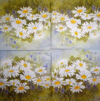348 Daisies - 3-ply - CS